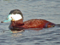 Ruddy Duck
